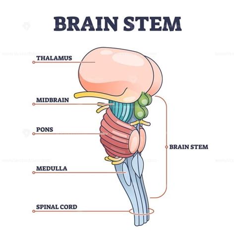 bain stem